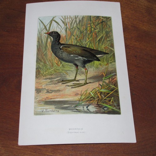 Antique victorian lithograph - victorian,