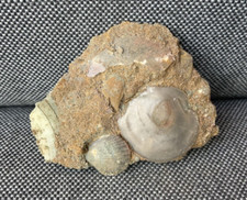 Scunthorpe Fossil Shell