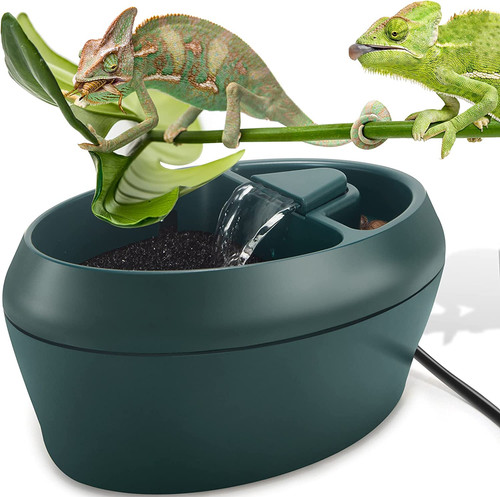 Reptile chameleon cantina with - chameleon,