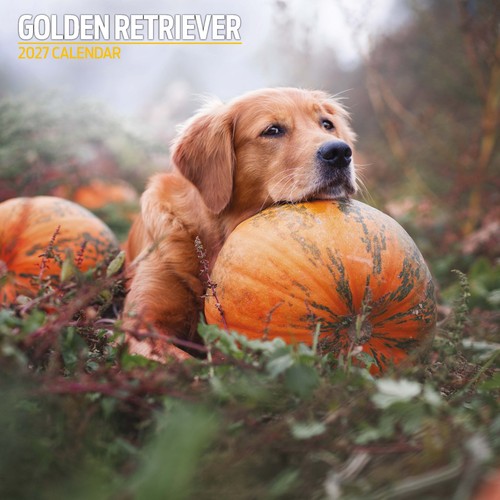 Golden retriever 2027 - golden,