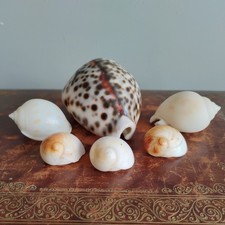 Job Lot Vintage Spiral & Large