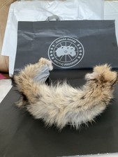 Canada Goose  Coyote