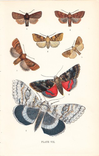 1896 print british moths - british, ~