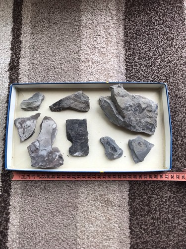 Genuine fossil bundle whitby - fossil,