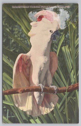 Salmon crested cockatoo - salmon-crested,