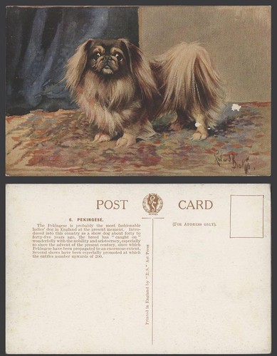 Pekingese dog puppy artist - dog,