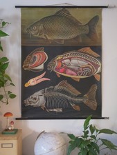 VINTAGE | SCHOOL WALL MAP CARP CARB Cyprinus YOUNG CHEF QUENTELL | SCHOOL CHART