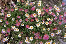 5x Erigeron karvinskianus