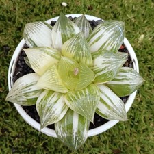 Haworthia hyb. f. variegata