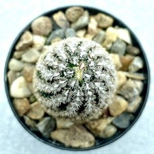 Mammillaria hernandezii FO 026 own roots! UK Grown cactus succulent