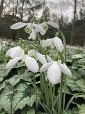 Ten single snowdrop - ten, (bulbs)