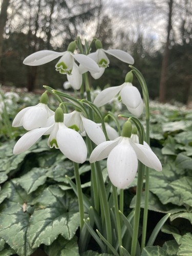 Ten single snowdrop - single,