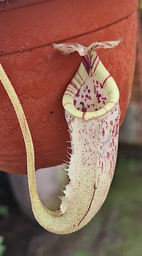 Nepenthes burbidgeae seed - nepenthes,