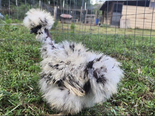 Silkie hatching eggs paint - silkie,