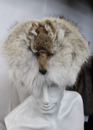 Brand new coyote fur - coyote,