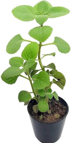 Indian borage spanish - borage,,