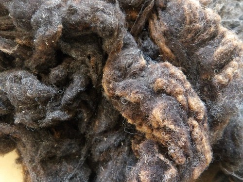 Raw shetland fleece 151g black - shetland,