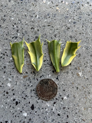 Variegated schlumbergera - variegated,