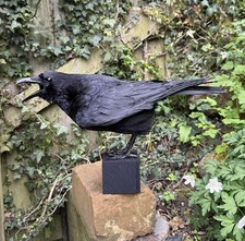 RAVEN, STUNNING TAXIDERMY XL