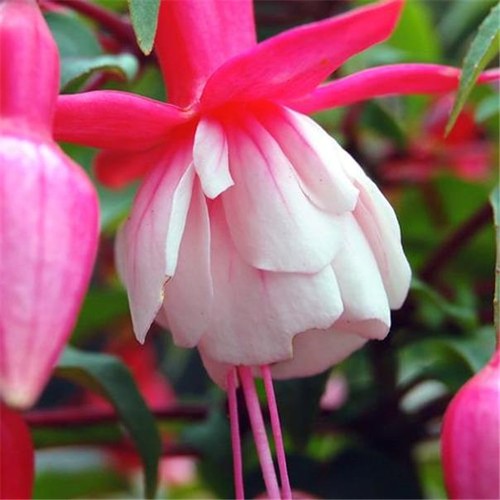 Fuchsia patio princess - fuchsia,