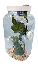  Praying Mantis,Stick