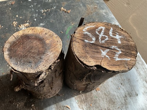 Yew rounds - rounds,round,