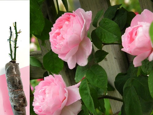 Fragrant climbing bush rose - fragrant,
