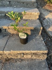 hydrangea paniculata Pastel