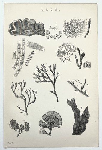 Algae botanical 1880s - -,