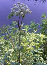 Angelica Taiwaniana 1litre Pot
