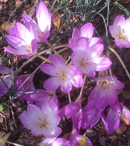 Colchicum giganteum - giganteum, 5