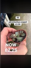 Succulent  collection x 5 all