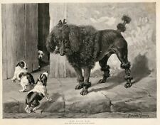 POODLE BLACK FOX TERRIER Puppies Dog Antique Print - 1891 by Fanny Moody