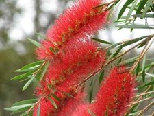 BOTTLEBRUSH CALLISTEMON PLANT SHRUB IN 9CM POT EVERGREEN HARDY, RED FLOWERS
