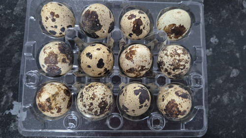 Quail egg packaging tray - quail,