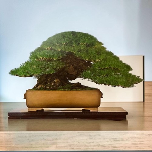 Kindai bonsai magazine january - kindai,