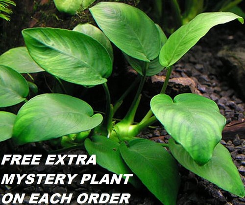 Buy get free anubias - 1,
