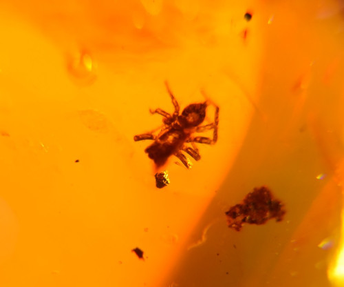 Spider and water - and, drop