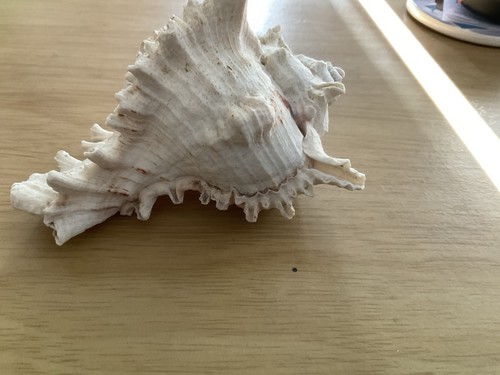Murex ramousus conch shell - ramousus,