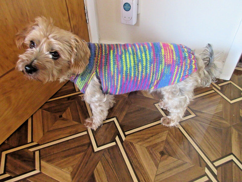 Dog coat sweater jumper hand - dog, coat/sweater/jumper