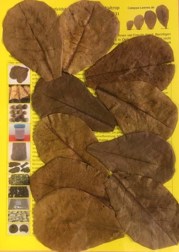 Nano tropical almond tree - nano,
