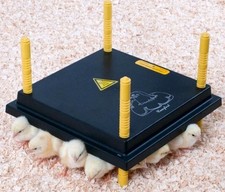 13 WATT COMFORT 25 CHICK