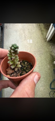 Mixed succulents all - mixed, each