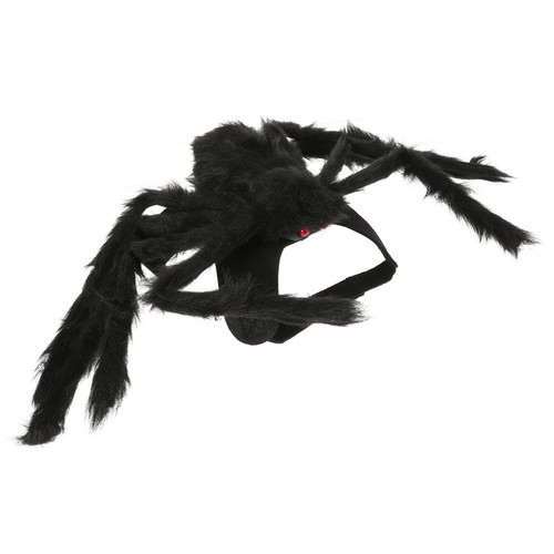 Halloween small pet spider - pet,