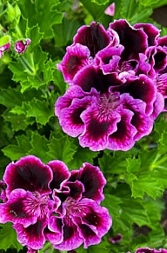 Pelargonium rembrandt - pelargonium,