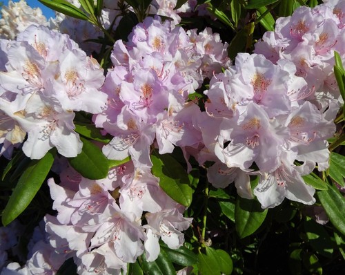 Rhododendron cunningham - rhododendron, cunningham's
