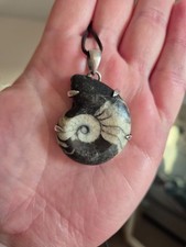 Large 23g Goniatite Fossil