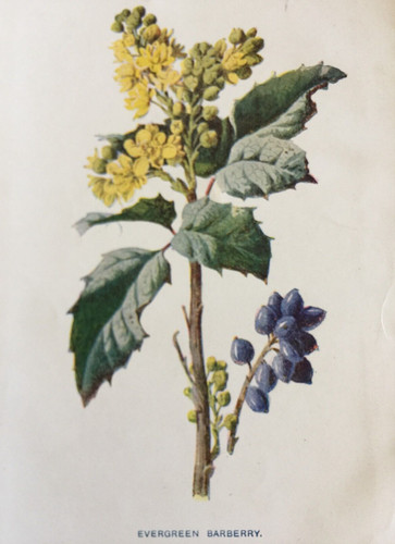 Antique botanical print - antique,