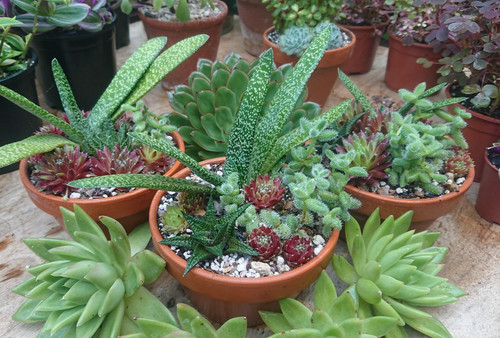 Succulents houseplants - succulents,