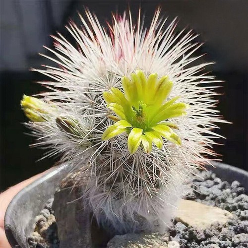 Echinocereus viridiflorus